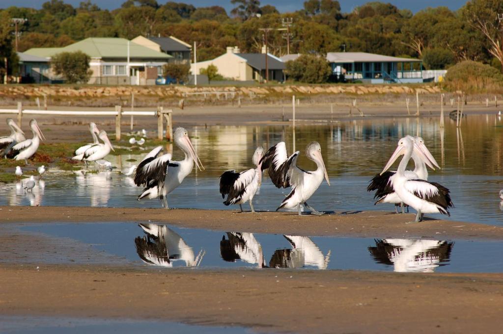 Meningie Waterfront Motel Bagian luar foto
